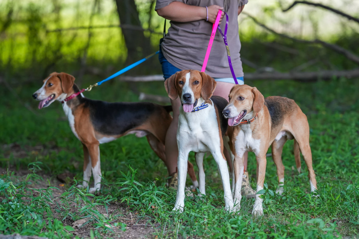The Hounds That Built Me